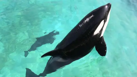 AFP Killer Wikie Wikie κολυμπώντας με το μοσχάρι της στο Marineland Antibes το 2011.