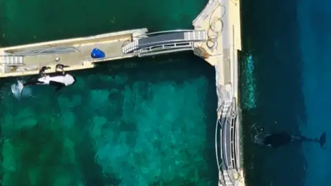 Tidebreakers Μια εναέρια έξοδος ακόμα εικόνα των εκπαιδευτών Marineland που διεγείρουν τον αρσενικό Orca Keijo, καθώς η μητέρα του Wikie κρατιέται σε μια παρακείμενη πισίνα στη δεξιά πλευρά.