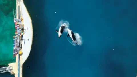 Οι Tidebreakers Wikie και Keijo εκτελούν backflips μπροστά από τους εκπαιδευτές τους σε πισίνες στο Marineland Antibes.
